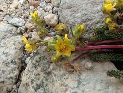 Plancia ëd Ivesia lycopodioides var. scandularis (Rydb.) Ertter & Reveal