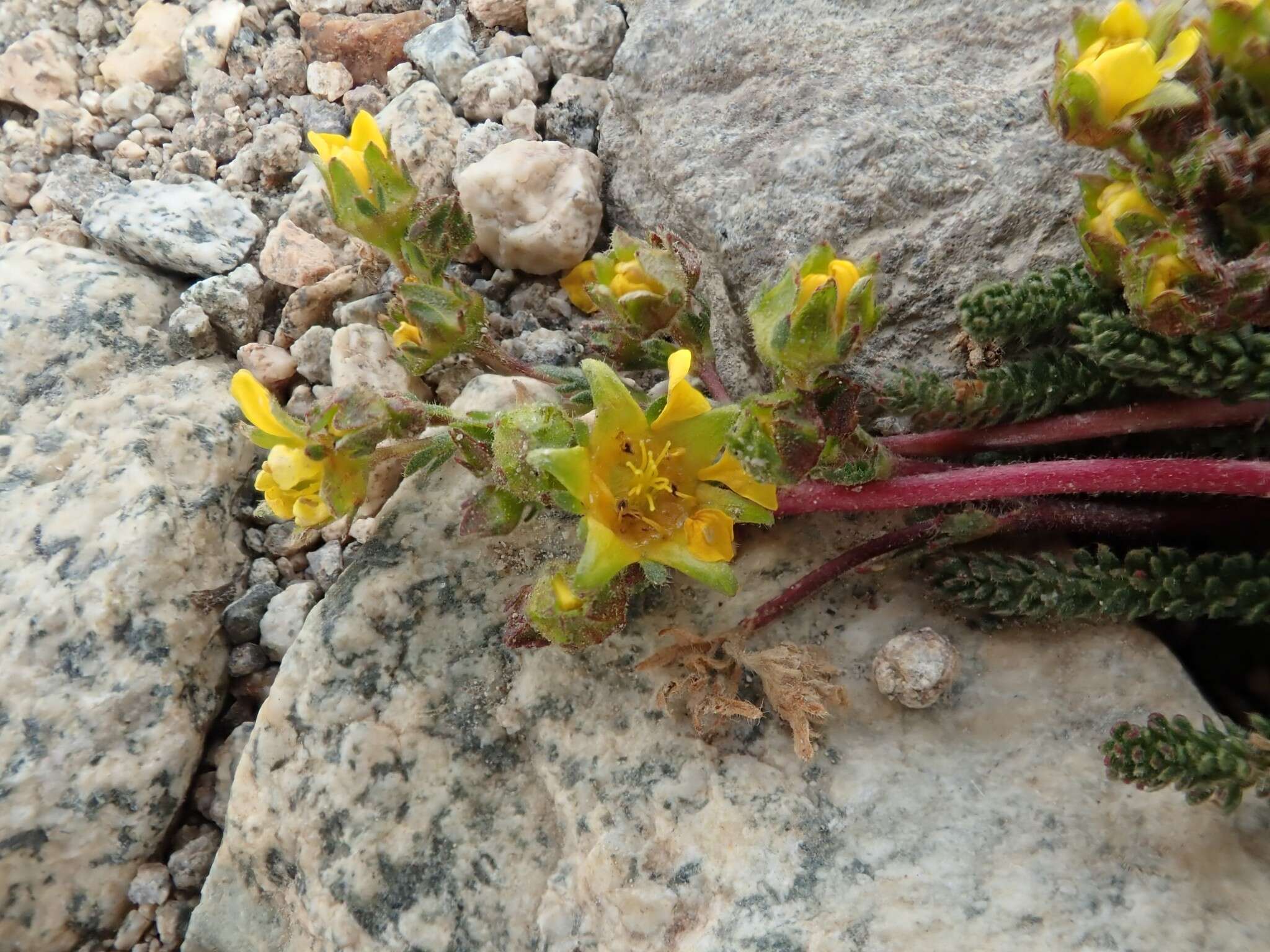 Image of clubmoss mousetail