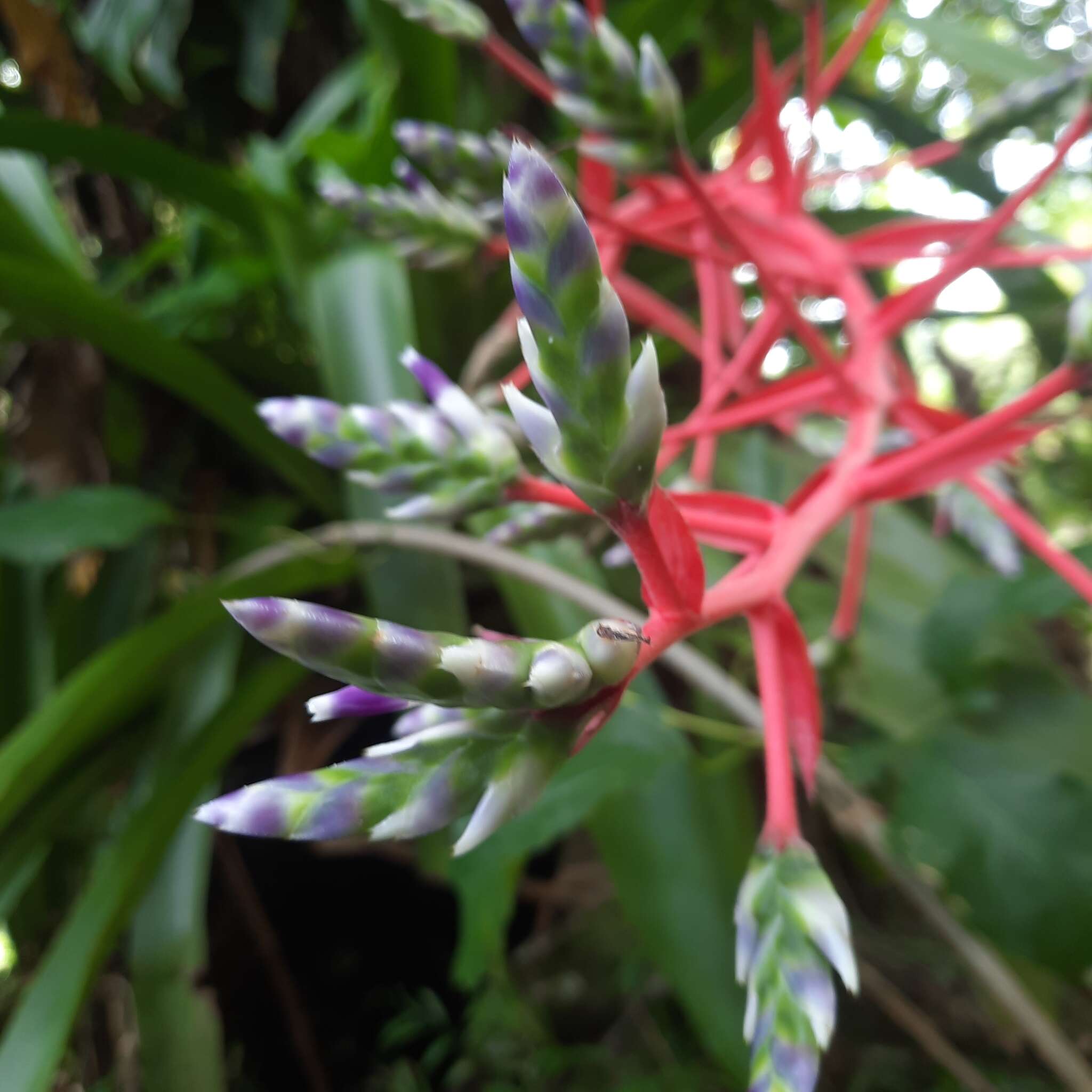 Aechmea dichlamydea Baker的圖片