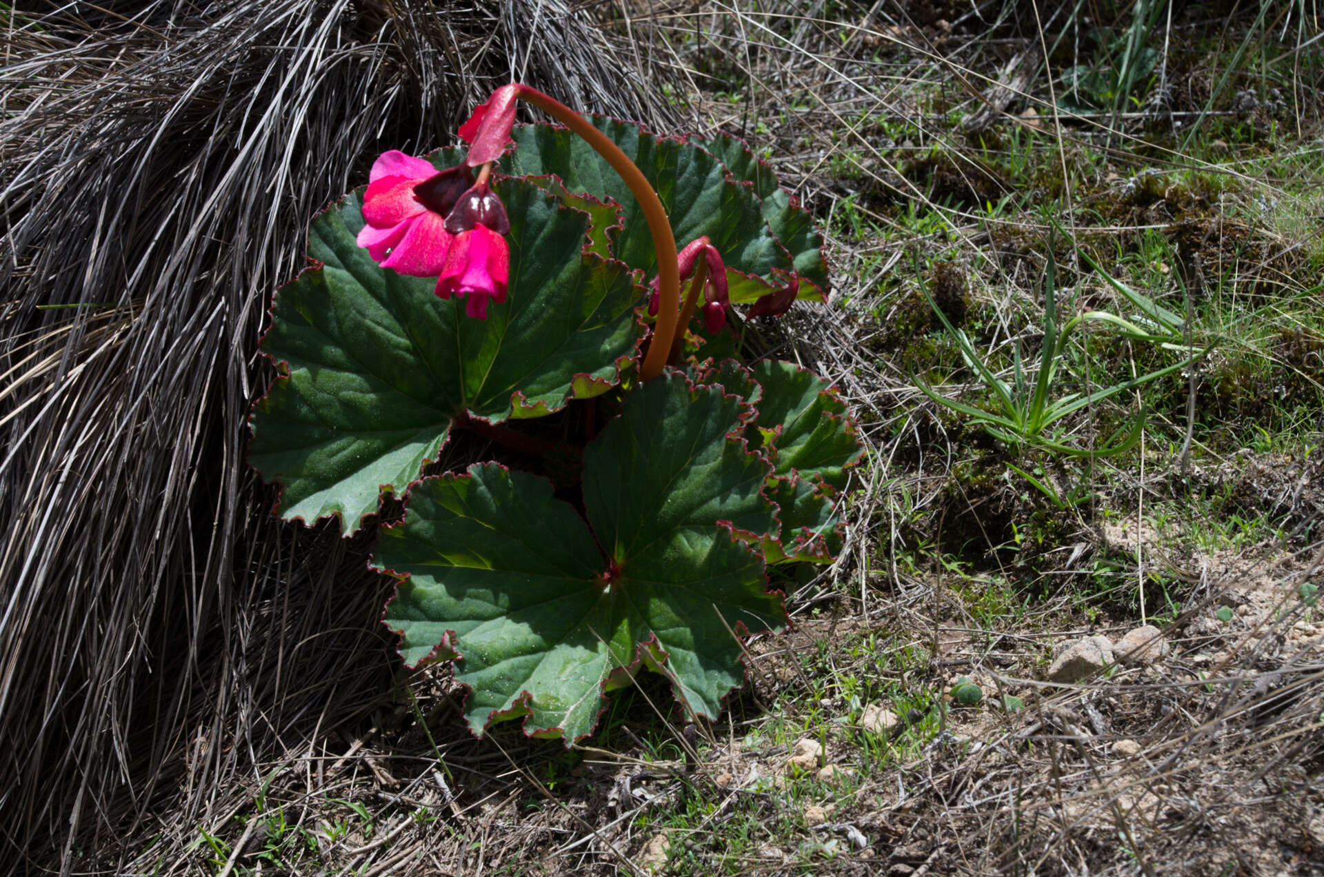 Слика од Begonia veitchii Hook. fil.