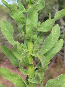 Chrysopsis delaneyi Wunderlin & Semple resmi