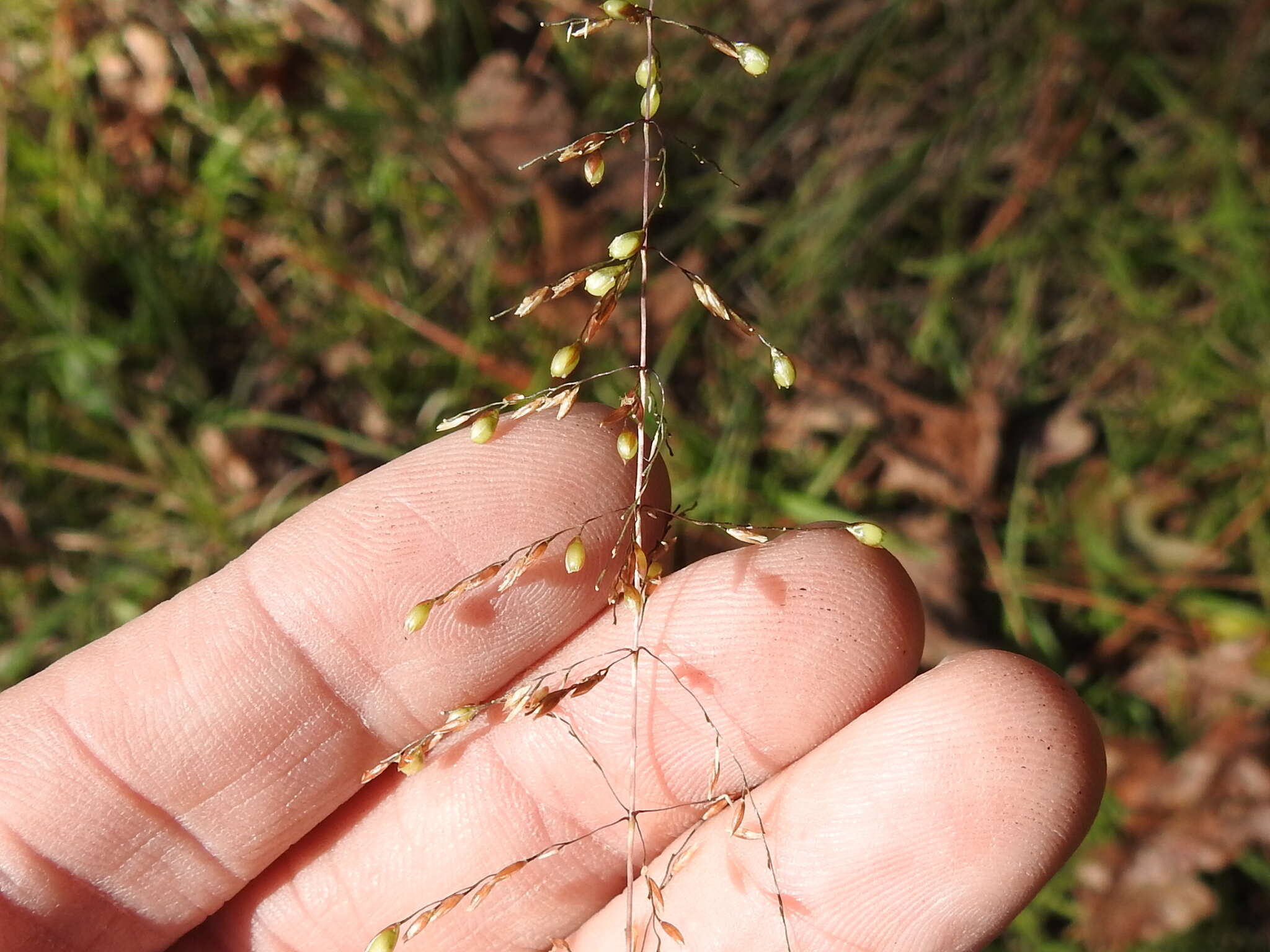 Sivun Sporobolus junceus (P. Beauv.) Kunth kuva