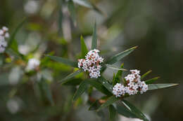 Image of Leucopogon neurophyllus F. Muell.