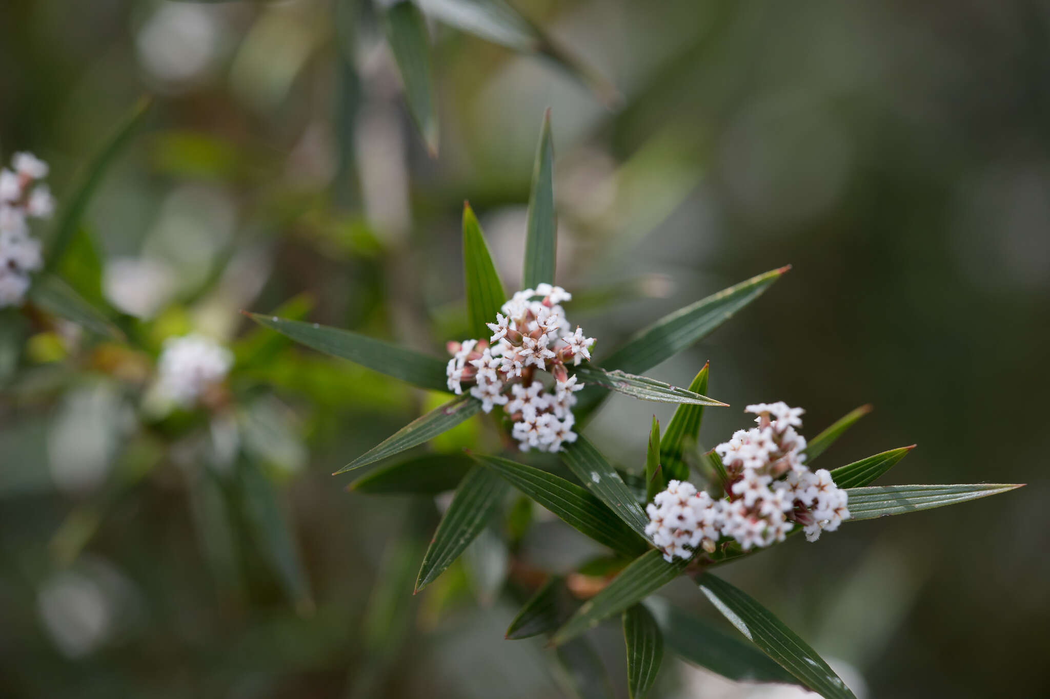 Image of Leucopogon neurophyllus F. Muell.