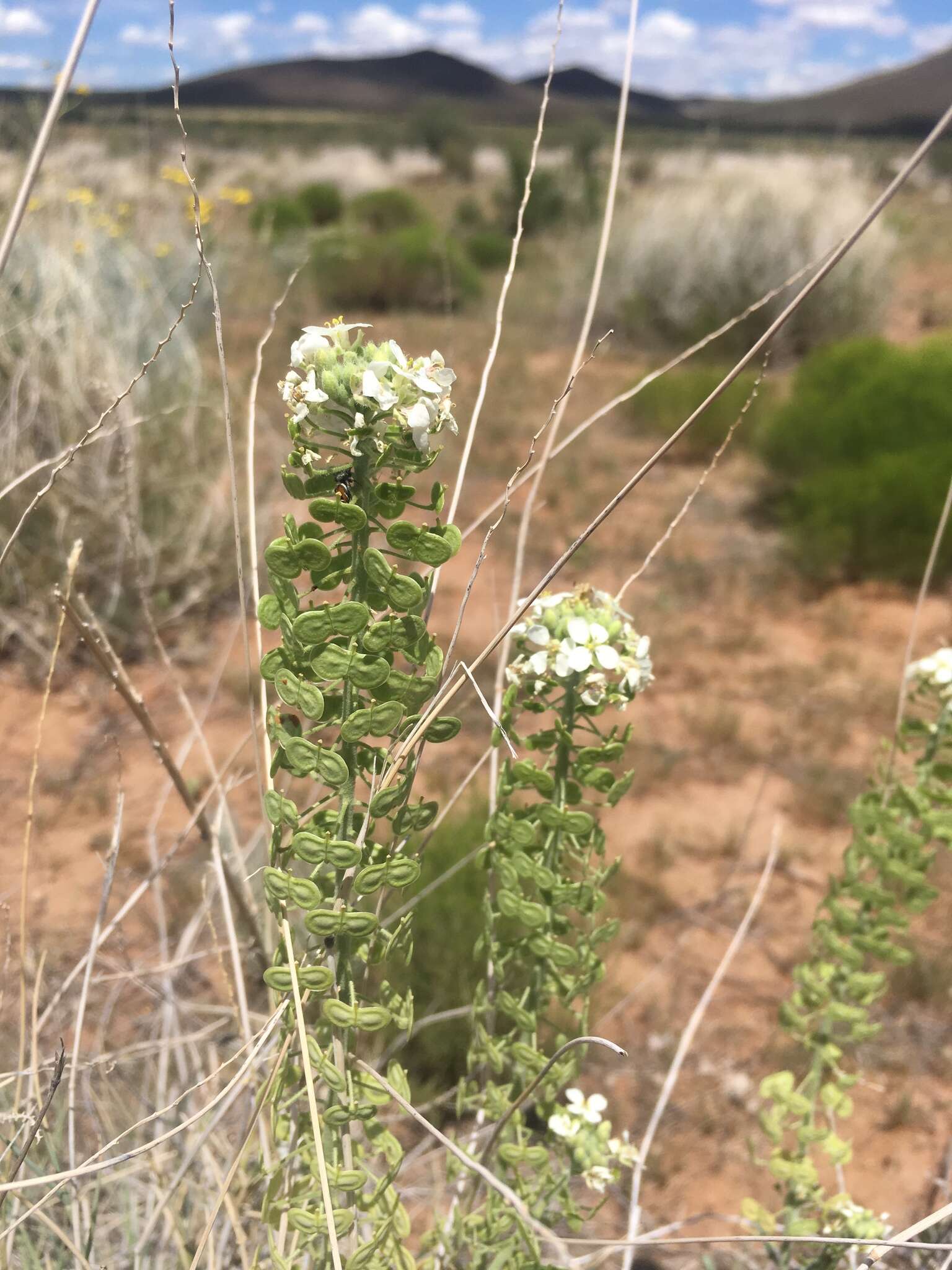 Image of Dimorphocarpa wislizenii (Engelm.) Rollins