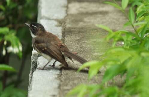 Image of Malaysian Pied Fantail