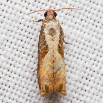 Image of Maple Leaftier Moth