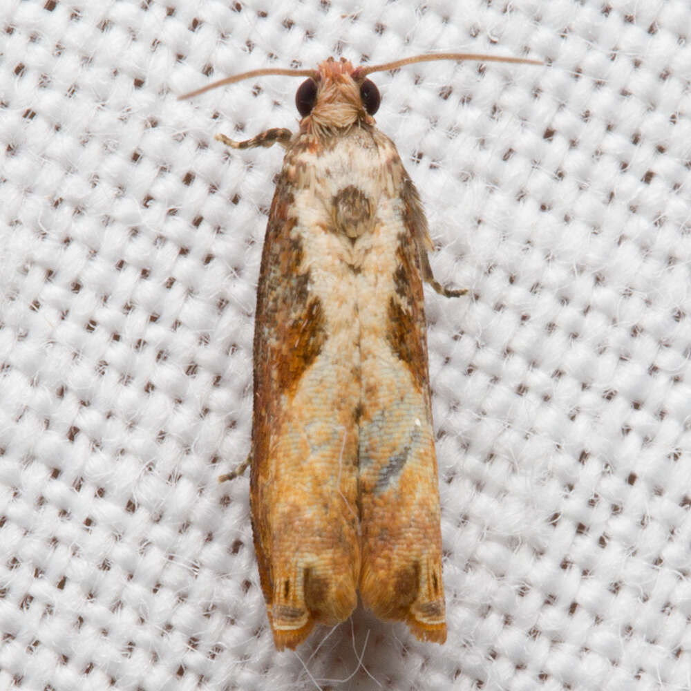 Image of Maple Leaftier Moth