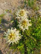 Image of Pedicularis schistostegia Vved.