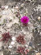 Image of Delosperma repens L. Bol.