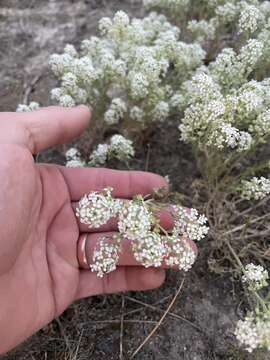 Imagem de Lepidium papilliferum (L. F. Hend.) A. Nelson & J. F. Macbr.