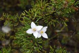 Image of Boronia citriodora Gunn ex Hook. fil.