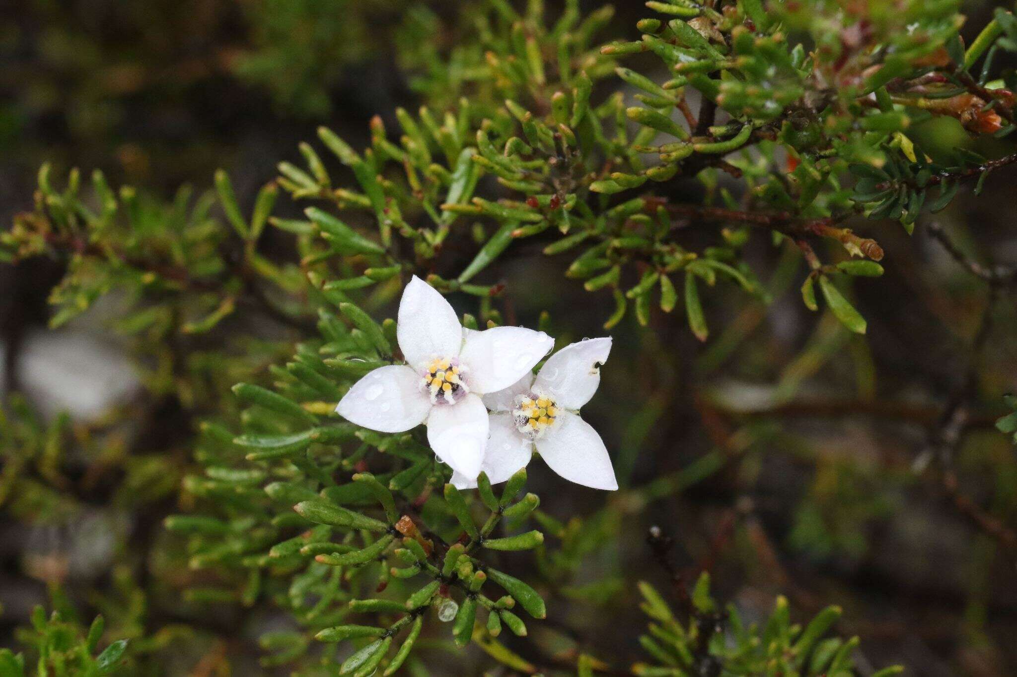 Image of Lemon Boronia