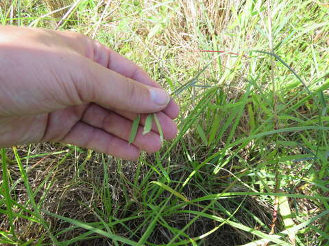 Imagem de Vicia acutifolia Elliott