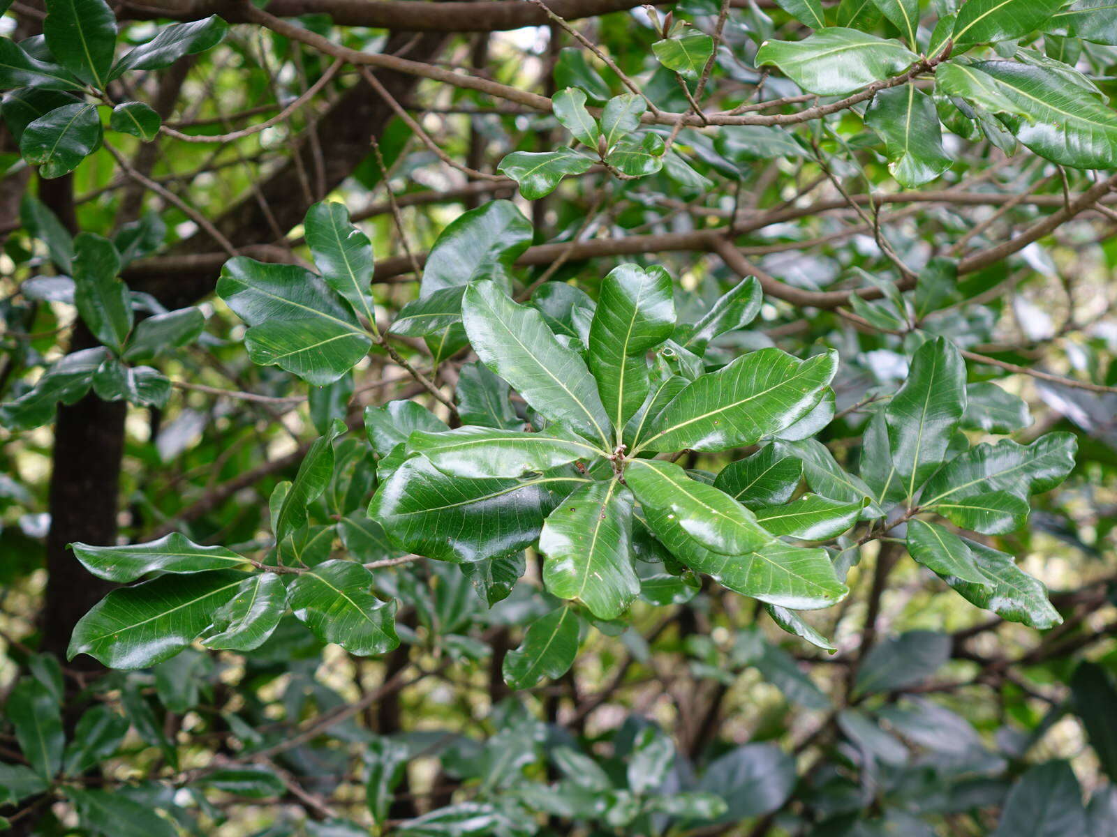 Image of Planchonella costata (Endl.) Pierre