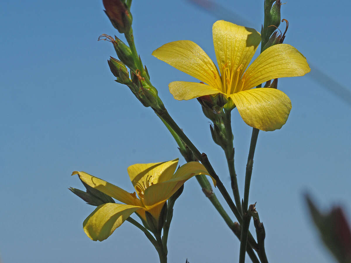 Plancia ëd Linum africanum L.