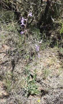 Image of Fendler's penstemon