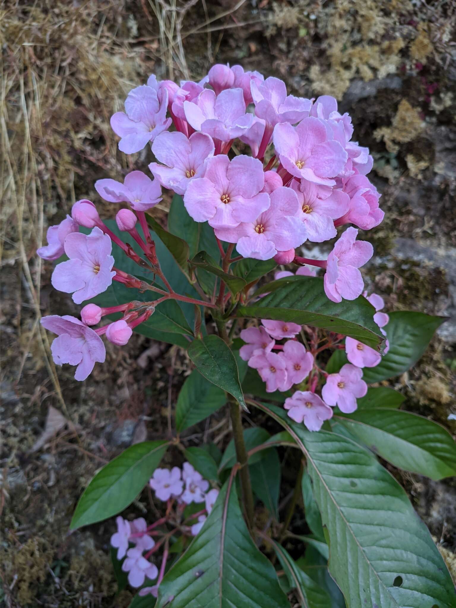 Imagem de Luculia gratissima (Wall.) Sweet