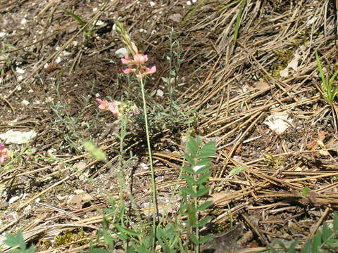 Image of Onobrychis arenaria (Kit.) DC.