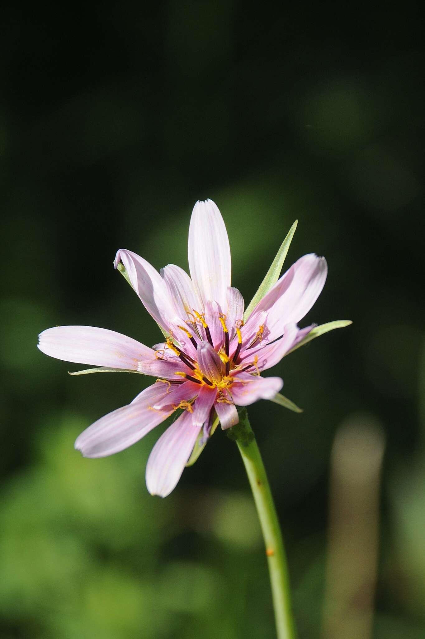 Image of Tragopogon marginifolius Pawl.