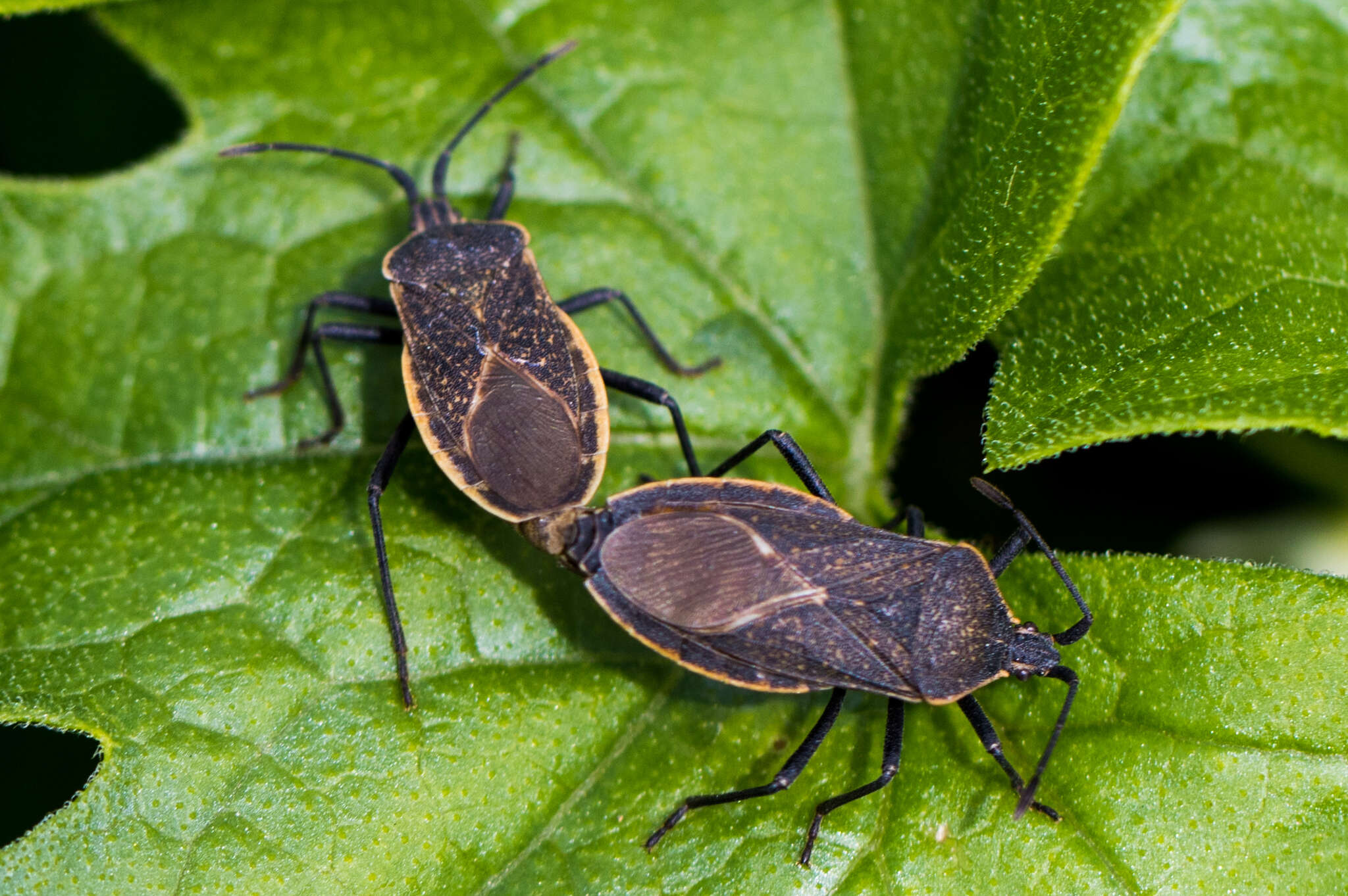 Image of Squash Bug