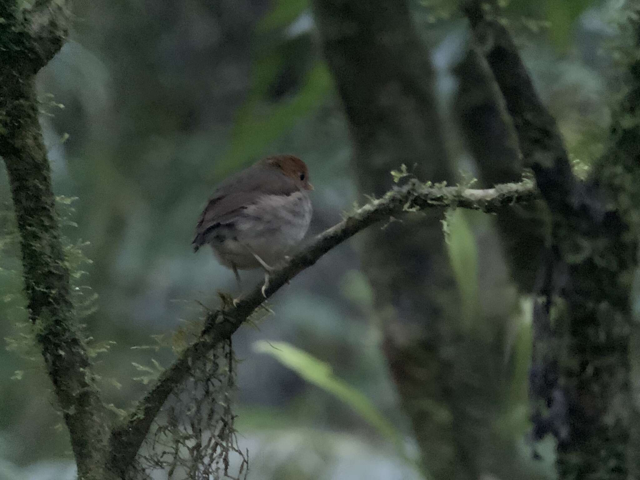 Image of Hooded Antpitta