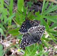 Image of Southern Grizzled Skipper