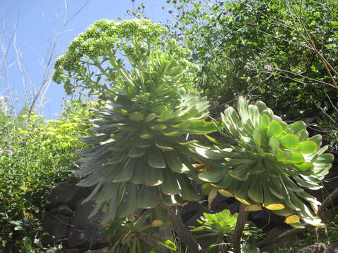 Image of Aeonium urbicum (Chr. Sm. ex Hornem.) Webb & Berth.