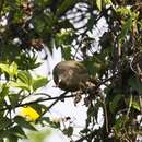 Zosterops brunneus (Salvadori 1903) resmi