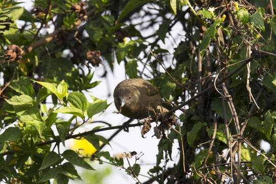 Zosterops brunneus (Salvadori 1903) resmi