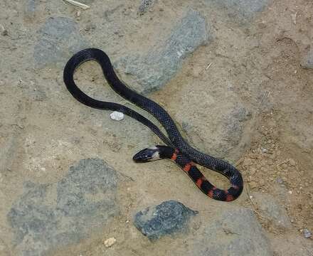 Image of Despax's Ground Snake