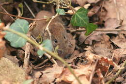 Image of Bank Vole