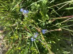 Image of Alpine forget-me-not