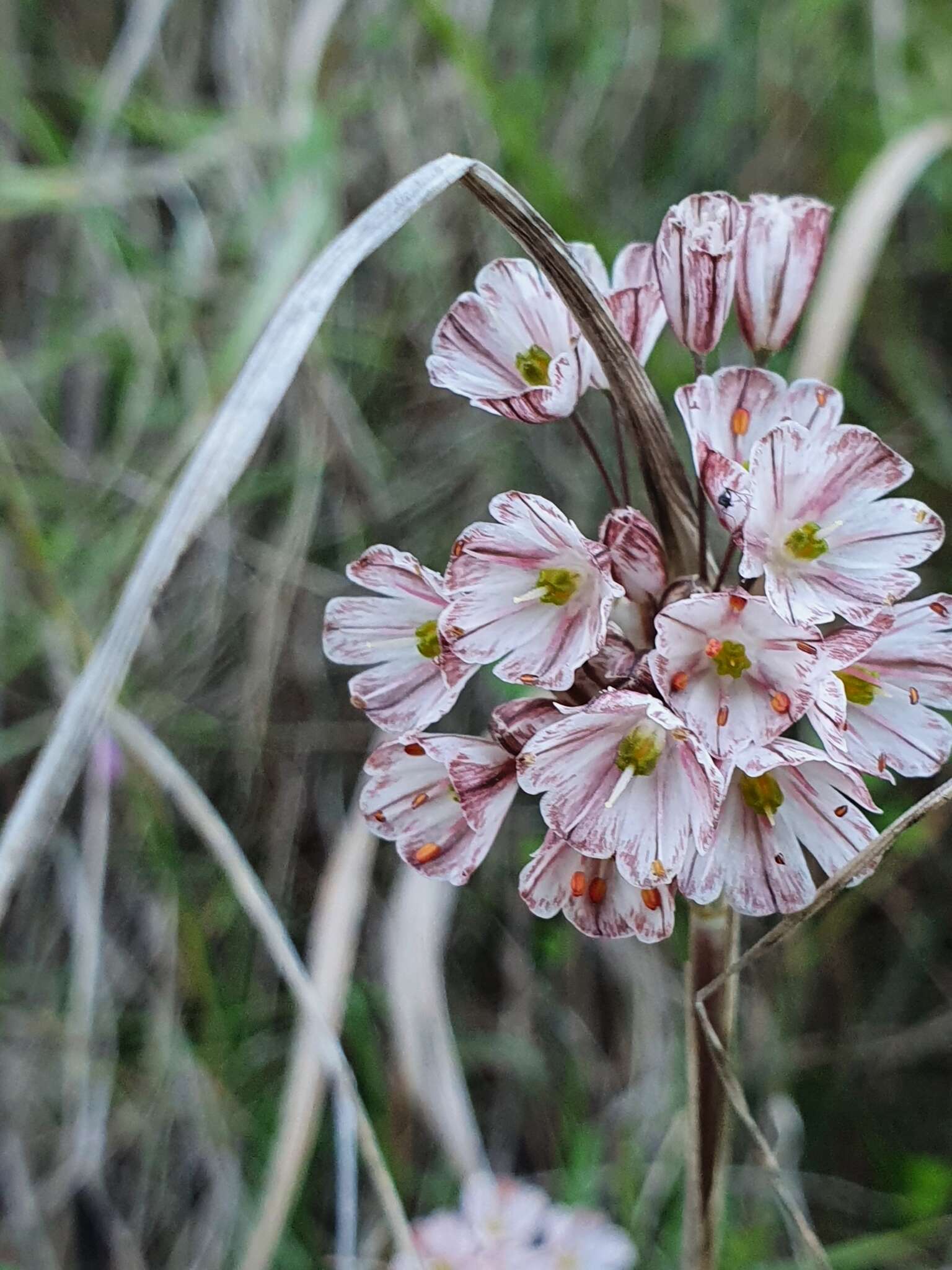 Image of Allium callimischon subsp. callimischon