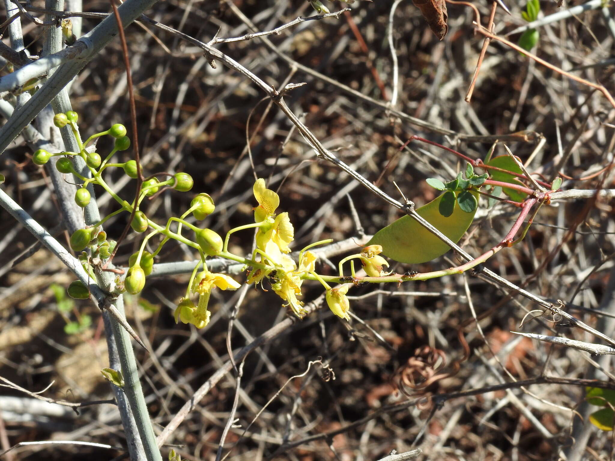 Image of <i>Erythrostemon pannosus</i>