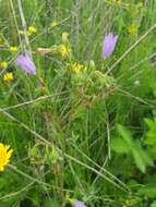 Image of Campanula sibirica subsp. elatior (Fomin) Fed.