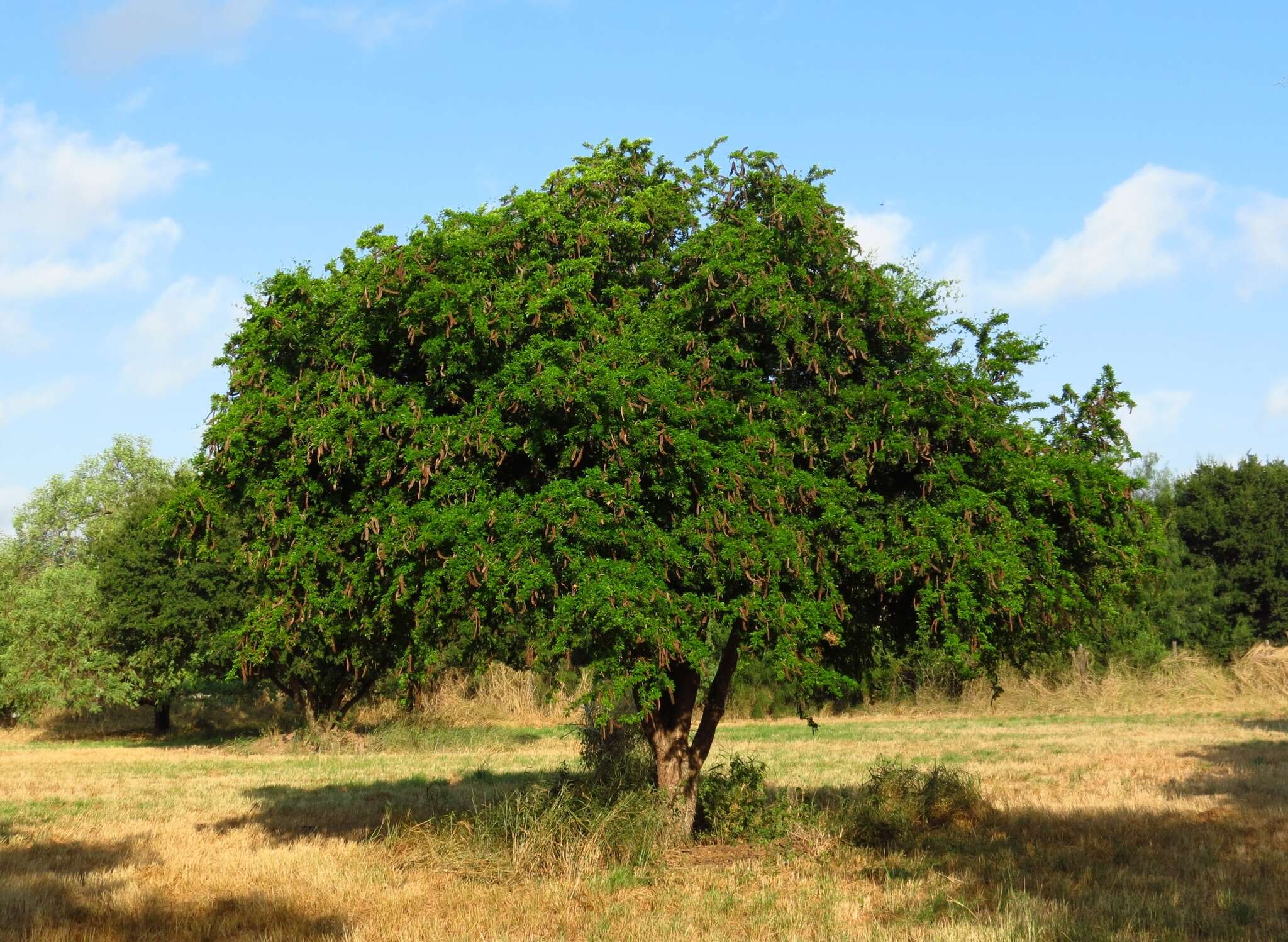 Image of Ebony Blackbead