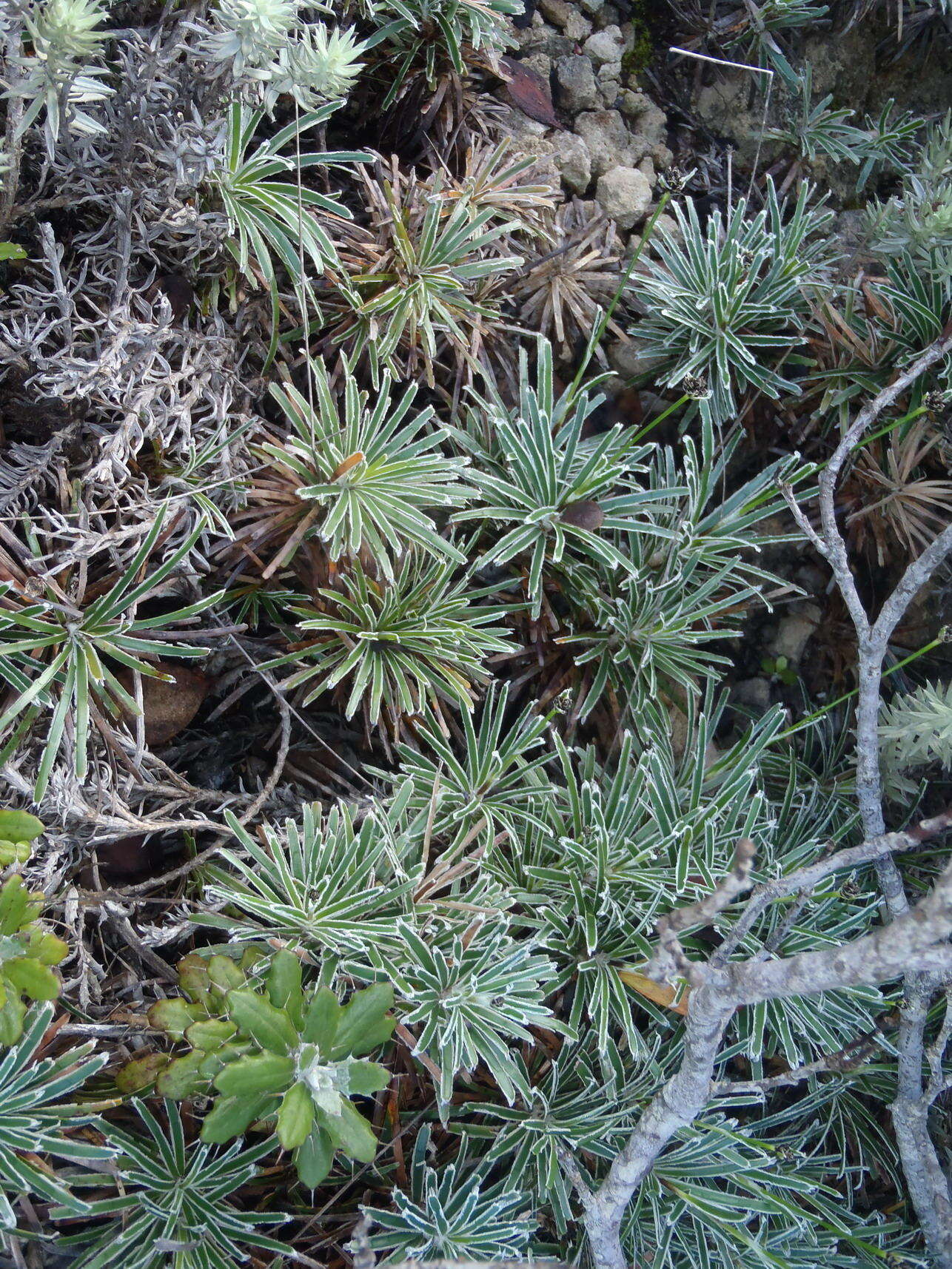 Plancia ëd Ficinia truncata (Thunb.) Schrad.