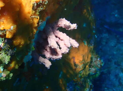 Image of Darwinella gardineri Topsent 1905