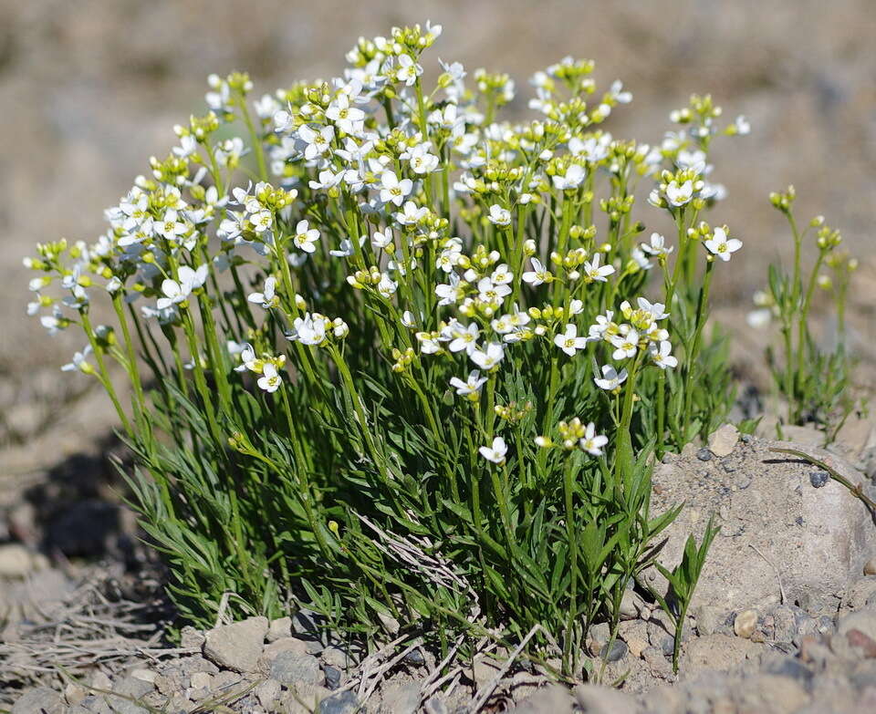 Image of Richardson's Bittercress