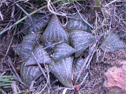 Слика од Haworthia magnifica Poelln.