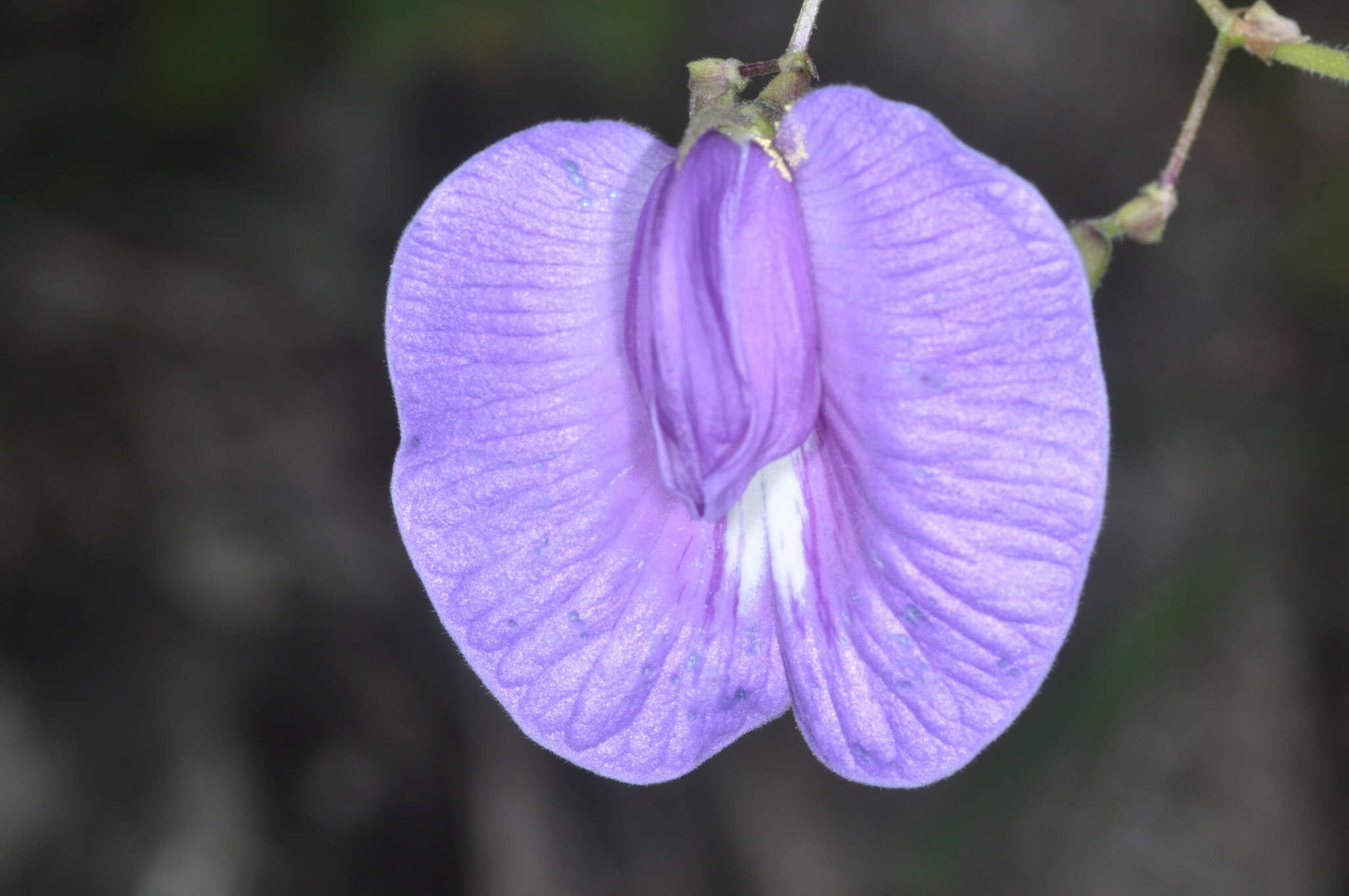 Image of Clitoria cordobensis Burkart