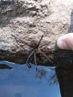 Image of Dolomedes gertschi Carico 1973