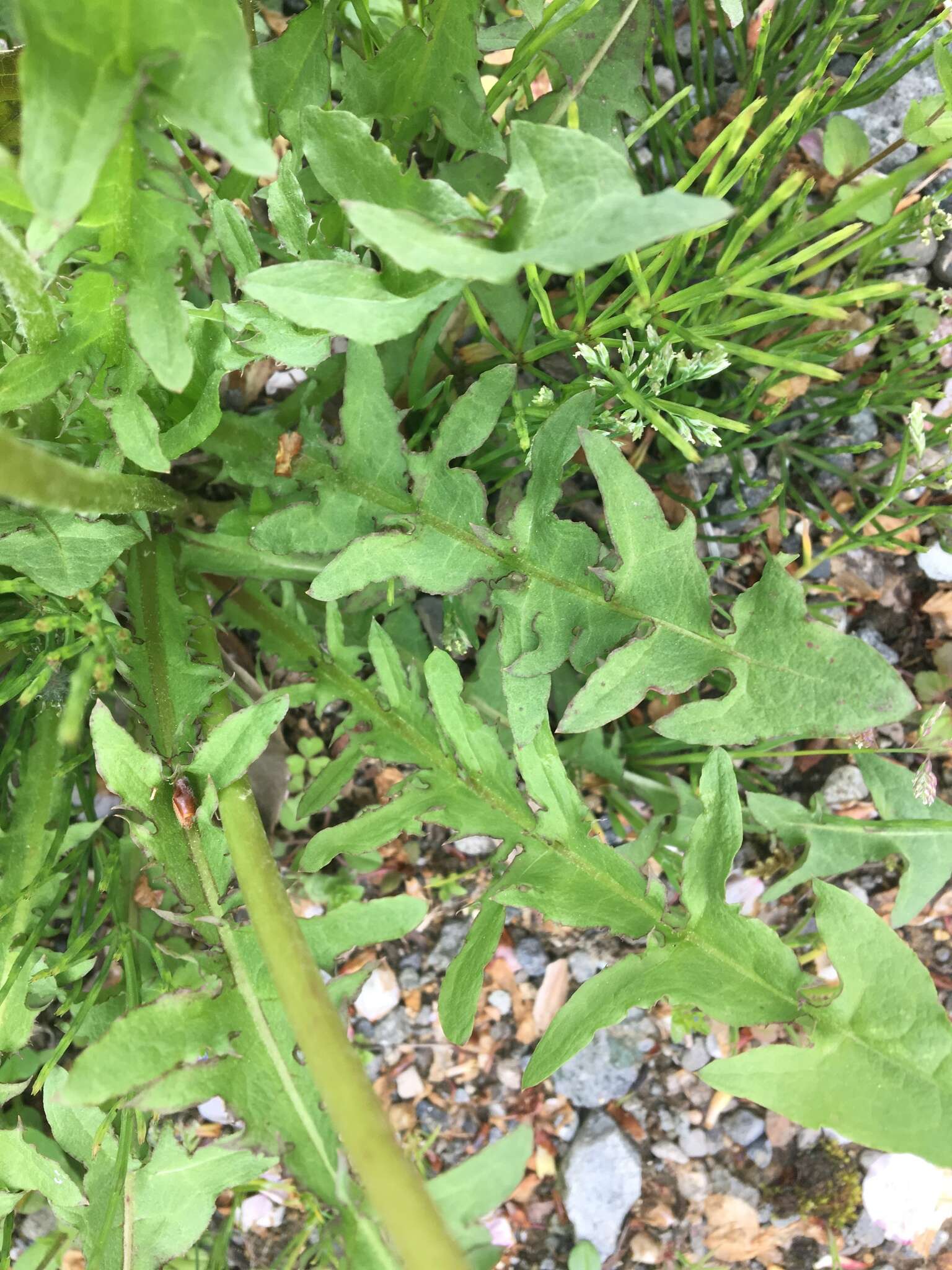 Image de Taraxacum albidum Dahlst.