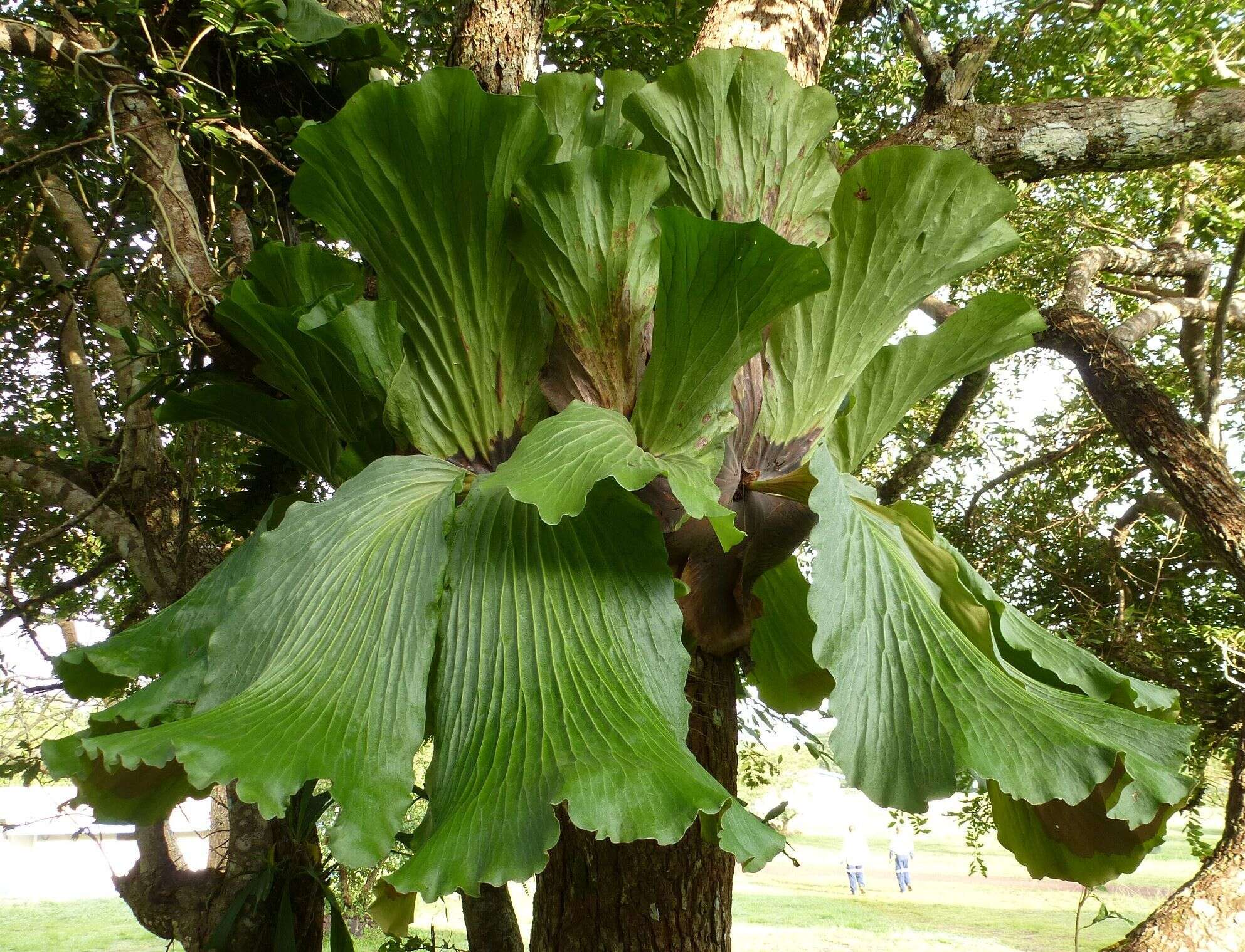 Imagem de Platycerium elephantotis Schweinf.