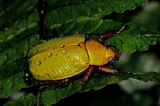 Plancia ëd Chrysina boucardi (Sallé 1878)