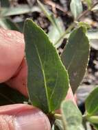 Image of Venus penstemon