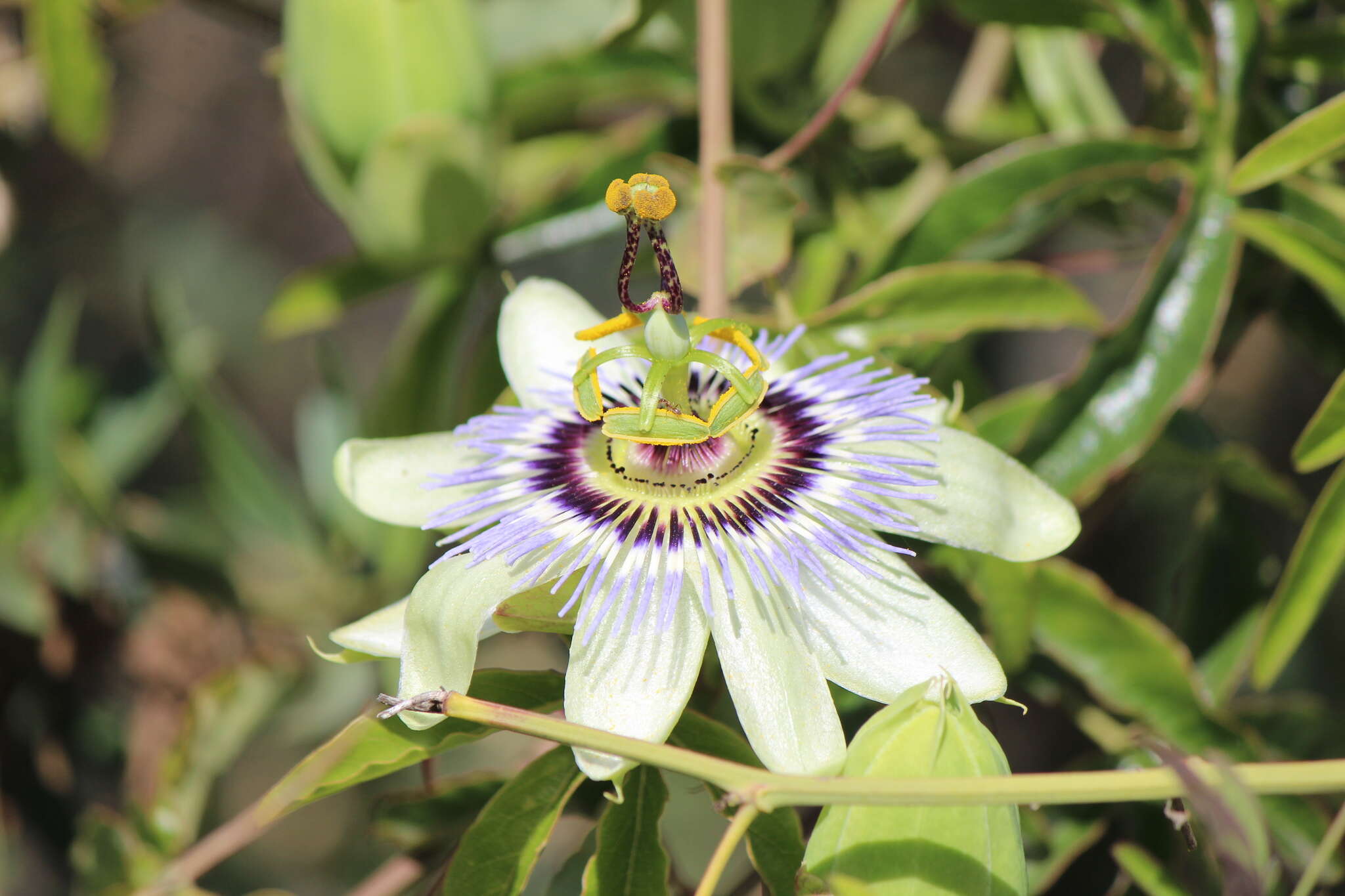 Image de Passiflora caerulea L.