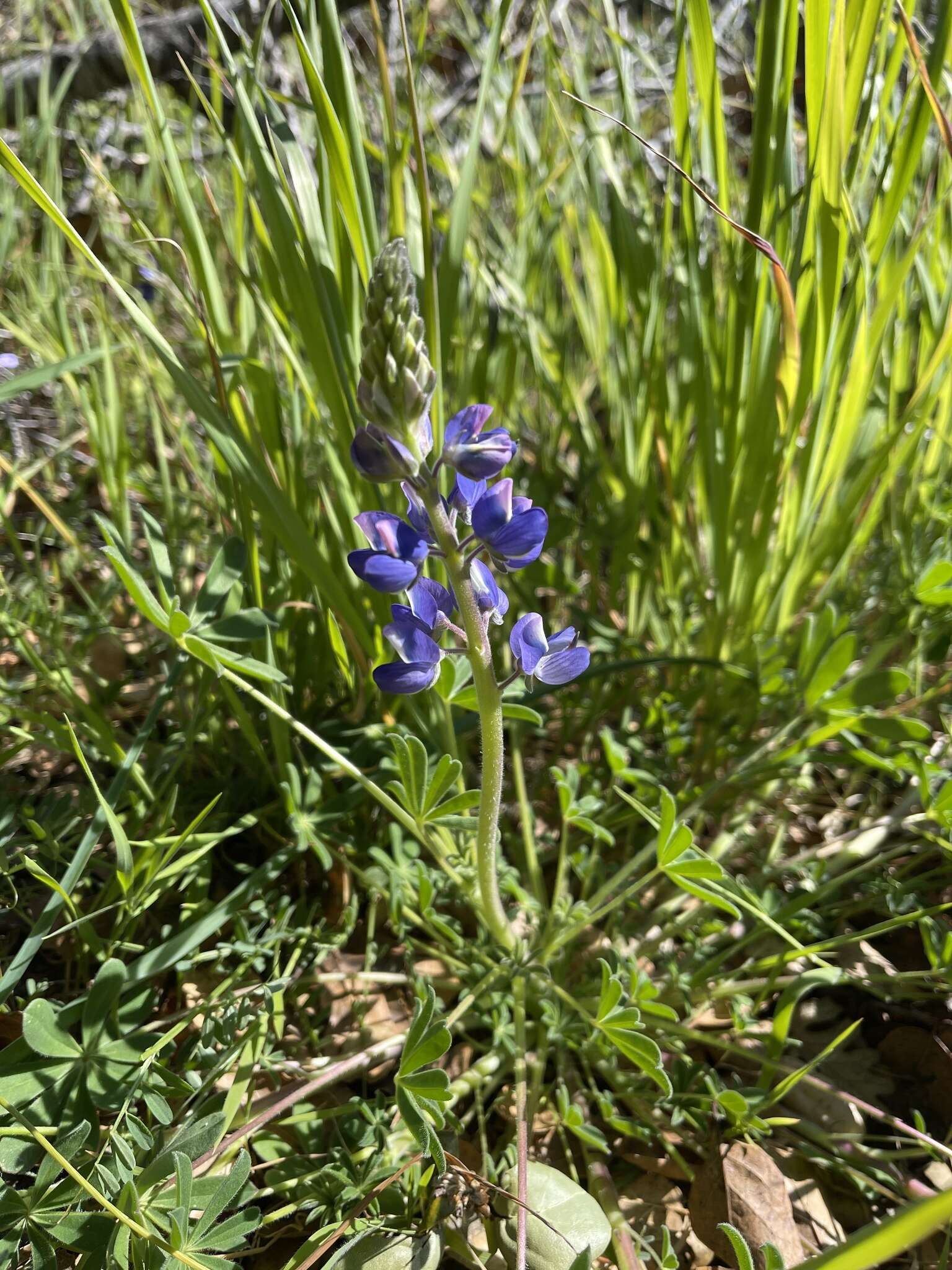 Sivun Lupinus affinis J. Agardh kuva