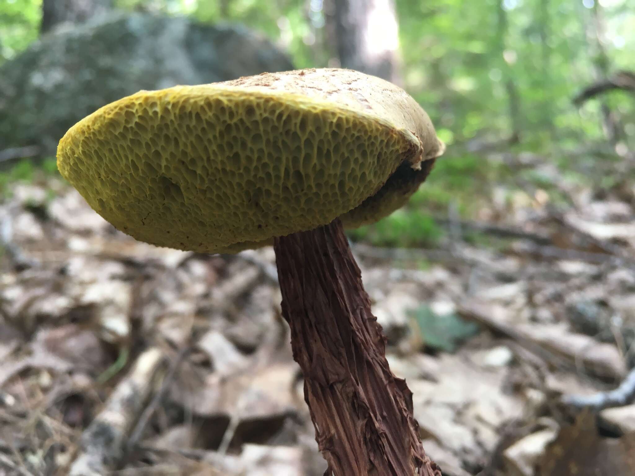 Sivun Aureoboletus russellii (Frost) G. Wu & Zhu L. Yang 2016 kuva